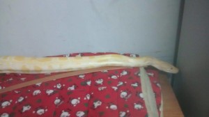 13090260_1707434069497430_595214881_n