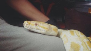 13115831_1709361329304704_1499169961_n