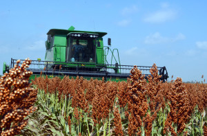 sorgo