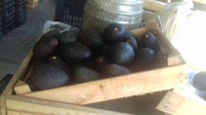 13607792_1731488920425278_1983600076_n