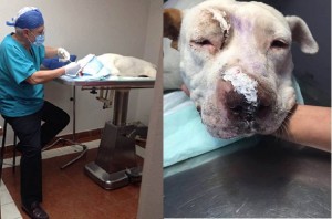 13643888_10153585257307541_641326457_n