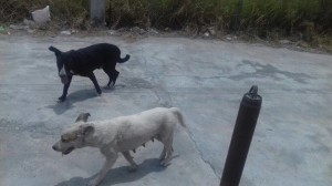 13823132_1738338869740283_2008716988_n