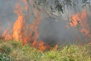 Incendios_pastizales_MILIMA20160211_0213_8