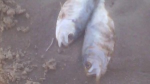 14429645_1762811950626308_474962530_n