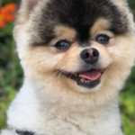 Exfutbolista ofrece mas de medio millon para recuperar su perrito