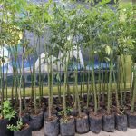Entrega municipio 400 árboles para fomentar el cuidado de la naturaleza