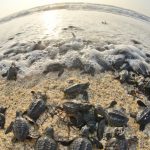 Libera Tamaulipas a más de 150 mil Tortugas Lora en 3 años