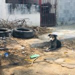 Descubren maltrato animal