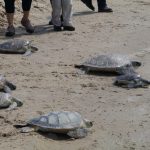 Encabeza Alcalde liberación de tortugas verdes en el litoral del Puerto El Mezquital