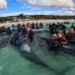 Sacrifican a decenas de ballenas que encallaron en playa australiana