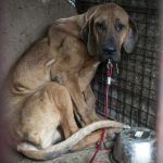 Promulga Corea del Sur ley contra el consumo de carne de perro