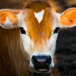 Sheinbaum califica de “injusta” la decisión de EE.UU. de cerrar la frontera al ganado mexicano