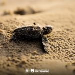 Gobierno de Matamoros y comunidad se unen para Proteger a las Tortugas Loras