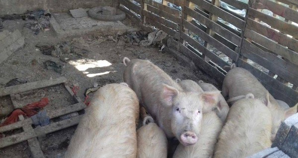 12714130_1677886752452162_1396780614_n