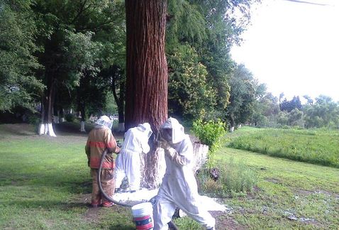 abejas_Durango-ataque_abejas_Durango-Proteccion_Civil_Durango_MILIMA20150629_0336_8