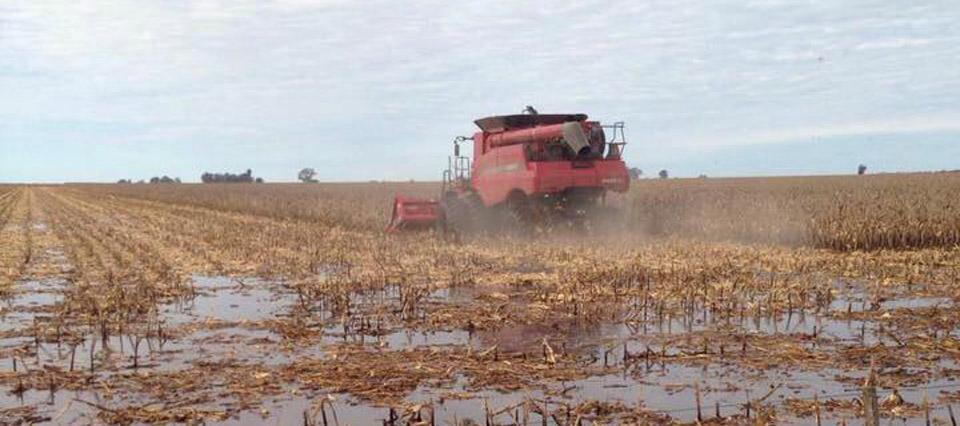 i24038-cosecha-de-maiz-inundaciones-960