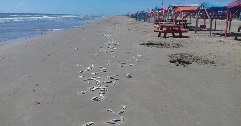 14429455_1762795243961312_2139515560_n