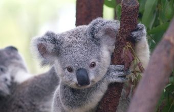 Los koalas estan en peligro de extincion