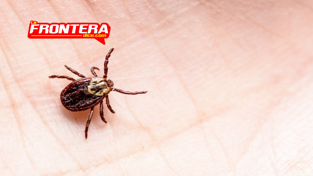 FORMATO NOTAS NUEVO_Mesa de trabajo 1