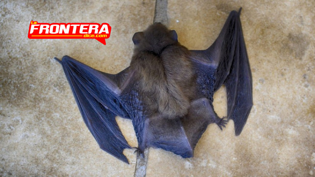 FORMATO NOTAS NUEVO_Mesa de trabajo 1