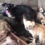 Matan y cocinan a perritos para festival