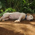 Exagerada la cantidad de perros en situación de calle