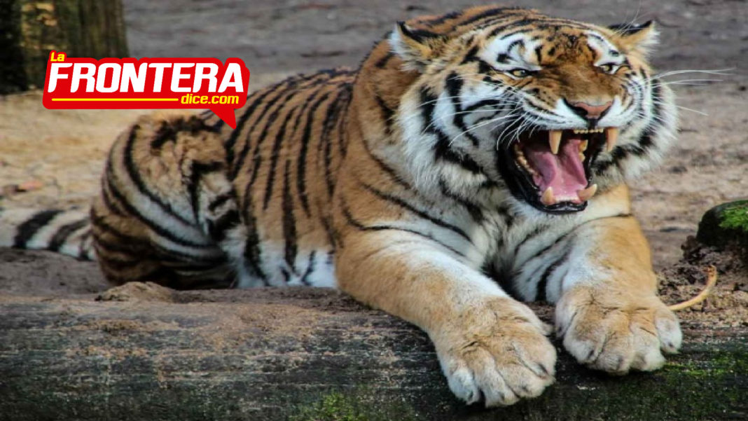 FORMATO NOTAS NUEVO_Mesa de trabajo 1