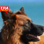 Perrito muere atropellado por una avioneta