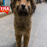 Matan a perritos amarrados a las vías o envenenados