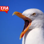 Una gaviota descarada roba su rollito de langosta a una mujer