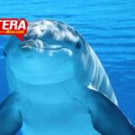 Madre delfín empuja a su bebé muerto para mantenerlo a flote