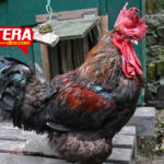 Llevan a un gallo a juicio por cantar demasiado temprano