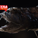 Científicos descubren por qué los peces demonio tienen los dientes transparentes