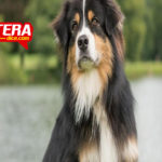 Perrita juega al jenga sin derribar la torre