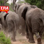 Elefantes protagonizan un ‘cortejo fúnebre’ para una cría muerta