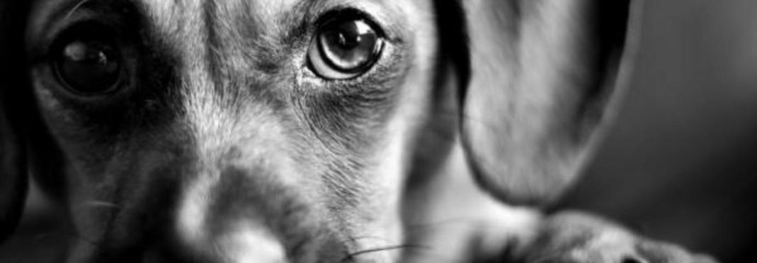 img_mi_perro_esta_triste_que_debo_hacer_3458_600