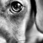 Cientificamente comprobado: Los perros hace lo que quieren con sus dueños