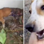 Queman a perro con asfalto hirviendo; se escondió para morir solo