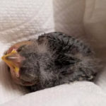 Borracho rescata a pajarito herido y lo manda en Uber al veterinario