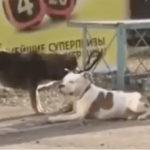 Perrito callejero libera a su amigo domesticado; lo lleva de paseo