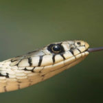 Serpiente ataca a hombre, él responde con mordidas y ambos mueren