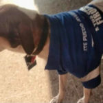 Perrito consigue trabajo; ahora los clientes son más felices