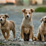 Perros rescatan a bebé abandonada en una alcantarilla