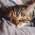 Un gato era la causa de su misteriosa ‘enfermedad’