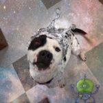 Albergue disfraza a animales como aliens del Área 51 para que sean adoptados