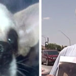 Ofrece casa a quien le devuelva a su perrita