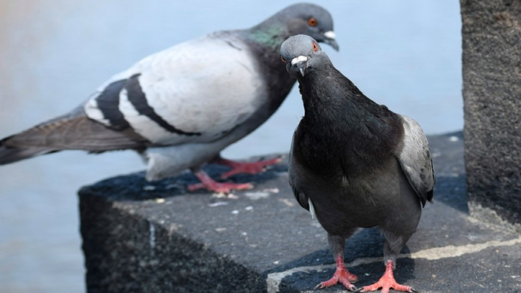FORMATO NOTAS NUEVO (1)_Mesa de trabajo 1 copia 3
