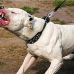 Torturan a hombre, perro le devora sus genitales