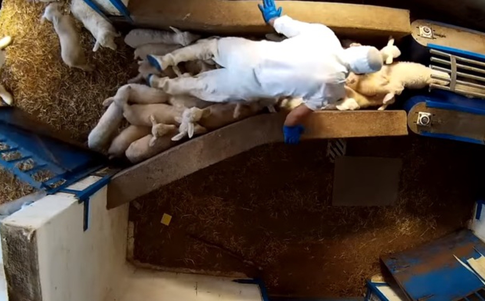 ong-equalia-mostrado-video-maltratos