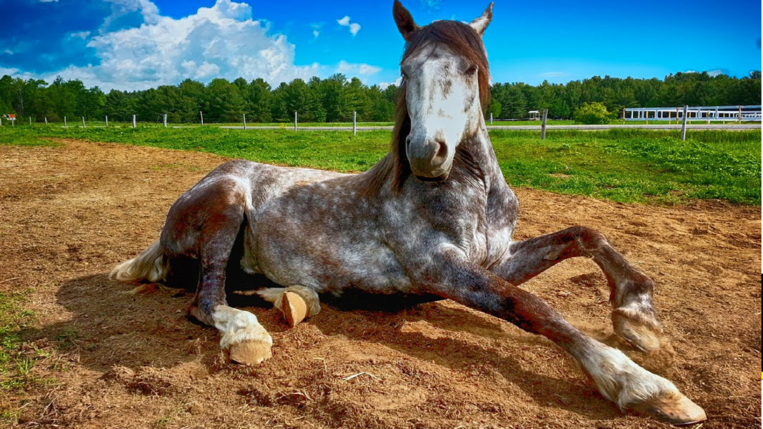 FORMATO NOTAS NUEVO (1)_Mesa de trabajo 1 copia